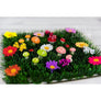 Fairy Field Flowers Grass